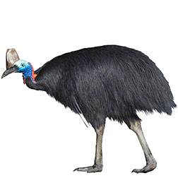 Dwarf Cassowary